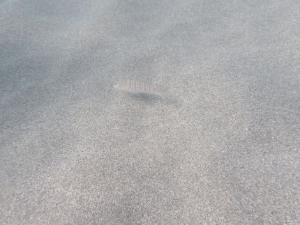 We didn’t see many fish at our beach.